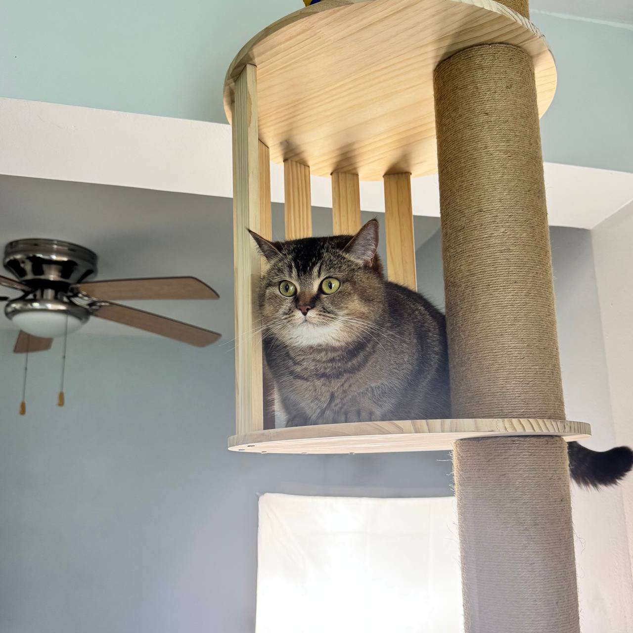 Marggo Floor-to-Ceiling Cat Tree with Acrylic Bubble Bed & Modern Wooden Perches