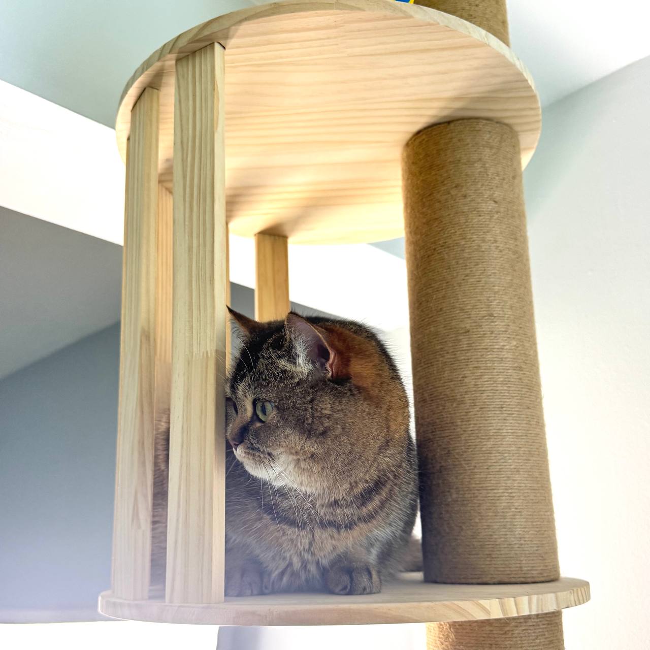 Marggo Floor-to-Ceiling Cat Tree with Acrylic Bubble Bed & Modern Wooden Perches